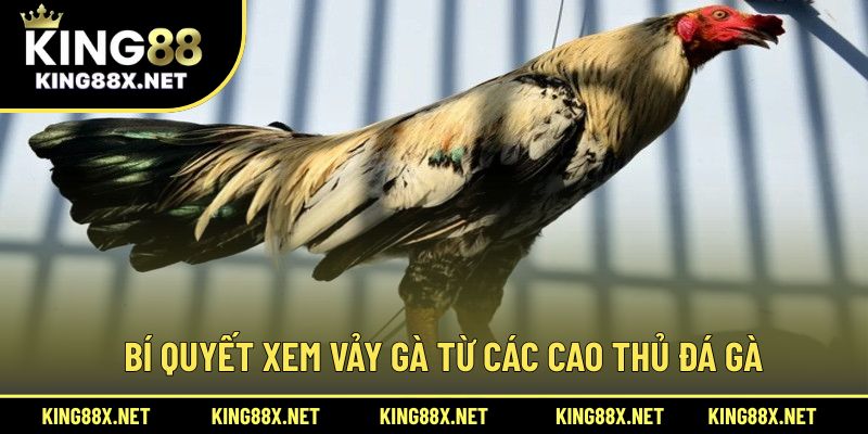 Bí quyết xem vảy gà từ các cao thủ đá gà