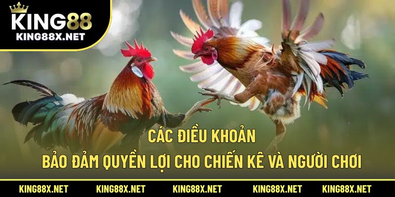 Các điều khoản bảo đảm quyền lợi cho chiến kê và người chơi