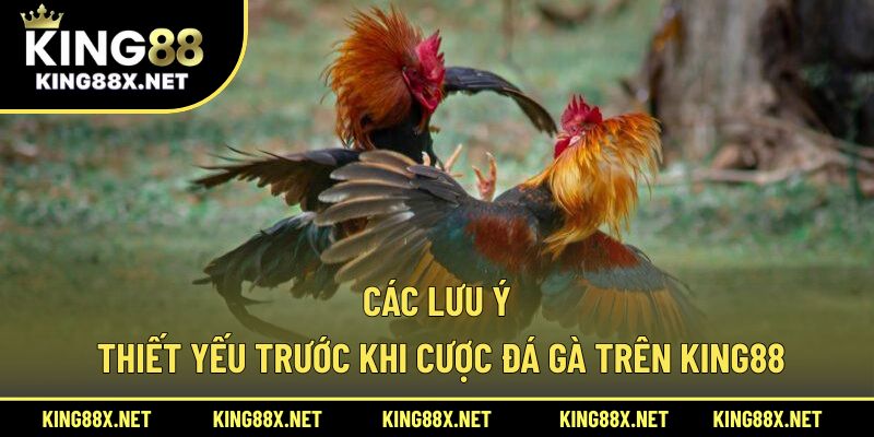 Các lưu ý thiết yếu trước khi cược đá gà trên King88