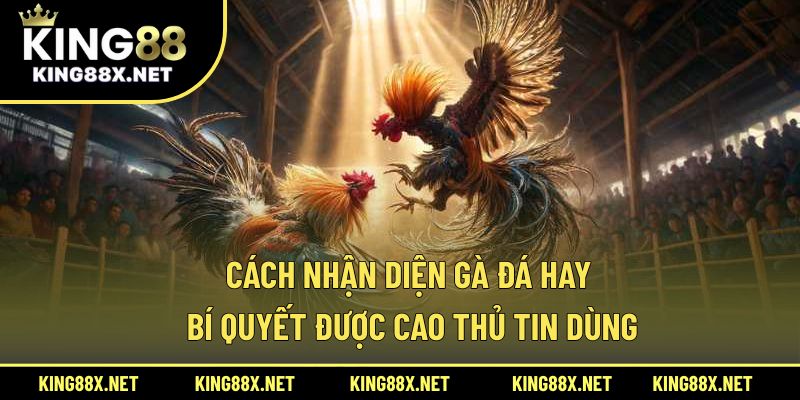 Cách nhận diện gà đá hay