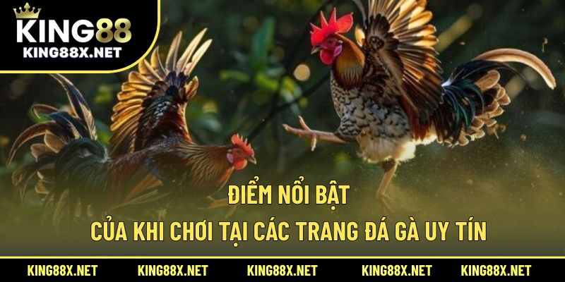 Điểm nổi bật của khi chơi tại các trang đá gà uy tín