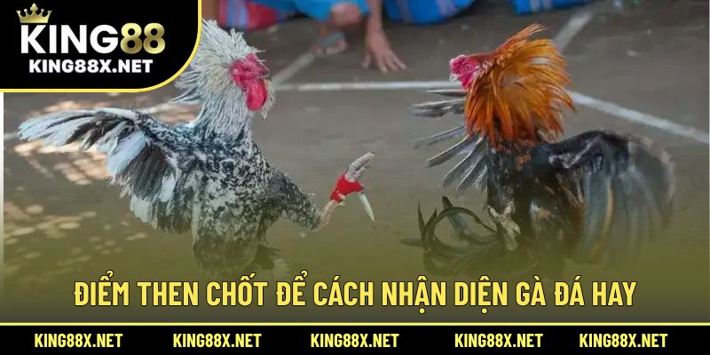 Điểm then chốt để cách nhận diện gà đá hay