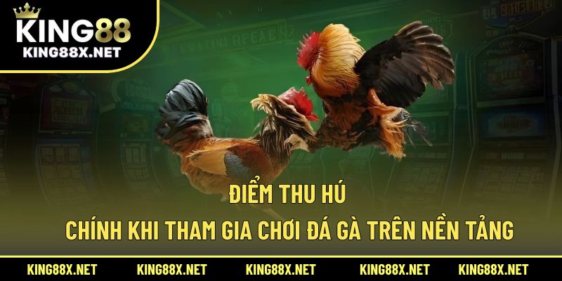 Điểm thu hút chính khi tham gia chơi đá gà trên nền tảng
