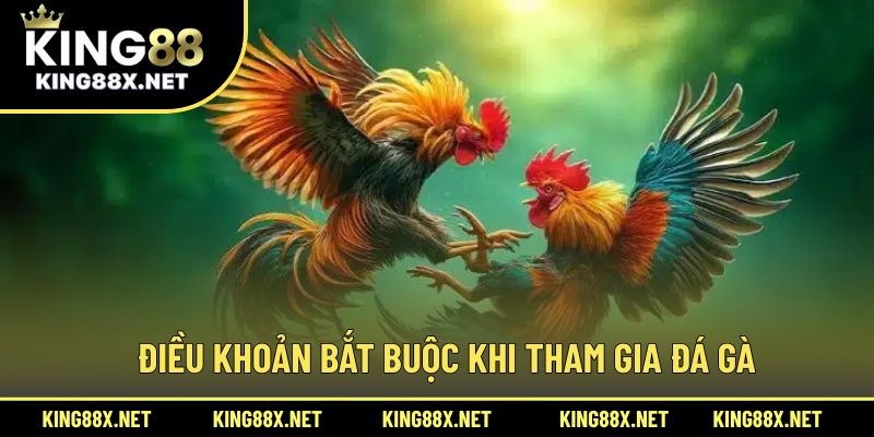 Điều khoản bắt buộc khi tham gia đá gà