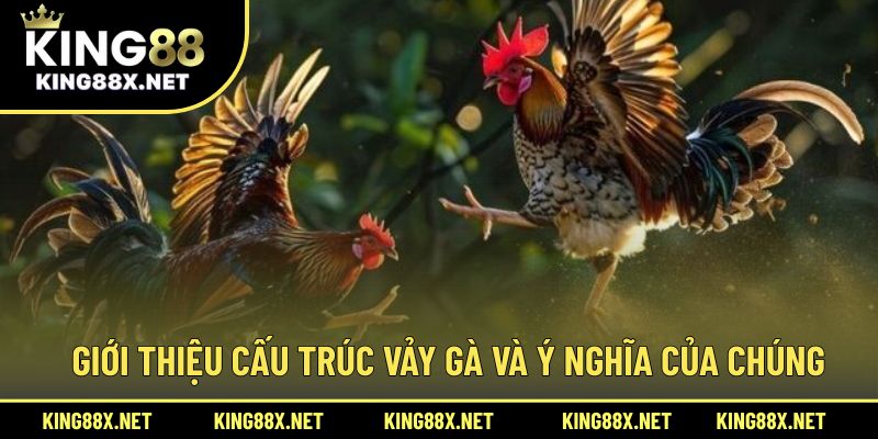 Giới thiệu cấu trúc vảy gà và ý nghĩa của chúng