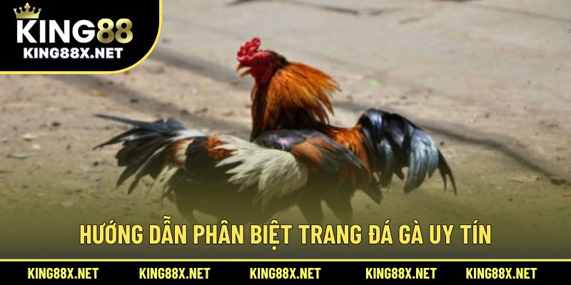 Hướng dẫn phân biệt trang đá gà uy tín