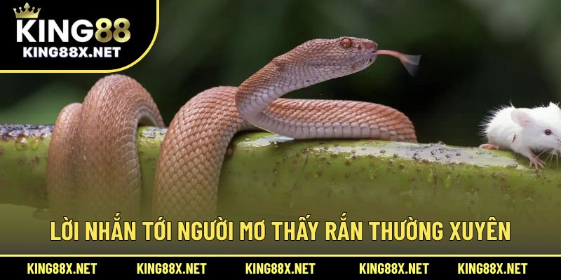 Lời nhắn tới người mơ thấy rắn thường xuyên