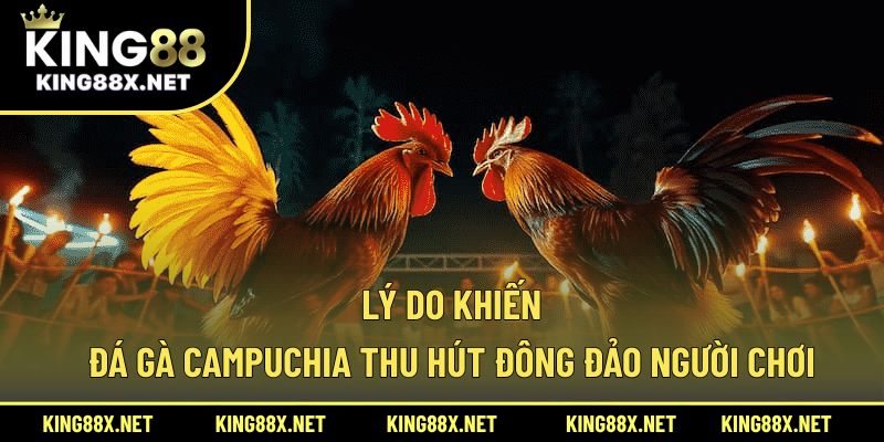 Lý do khiến đá gà Campuchia thu hút đông đảo người chơi