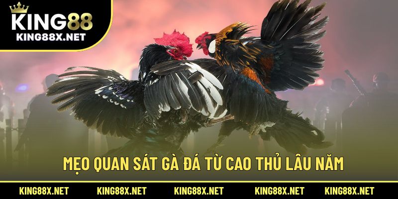 Mẹo quan sát gà đá từ cao thủ lâu năm