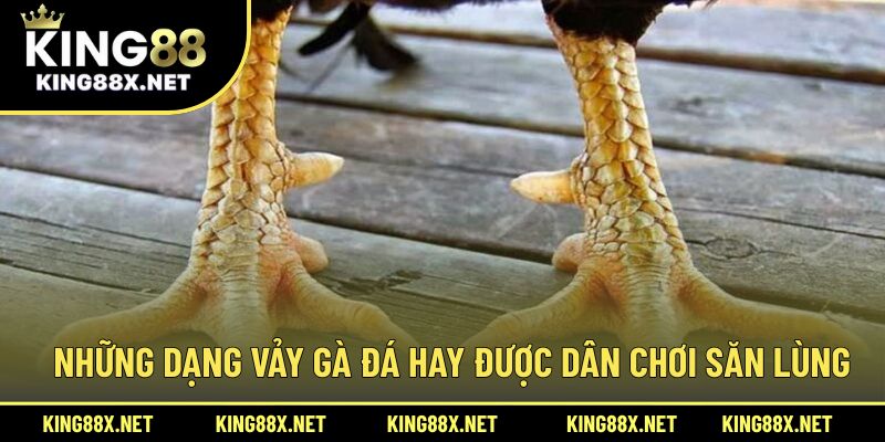 Những dạng vảy gà đá hay được dân chơi săn lùng