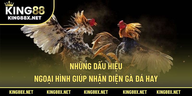 Những dấu hiệu ngoại hình giúp nhận diện gà đá hay