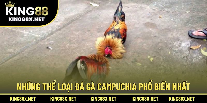 Những thể loại đá gà Campuchia phổ biến nhất