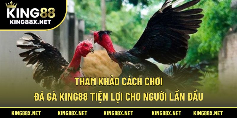 Tham khảo cách chơi đá gà King88 tiện lợi cho người lần đầu